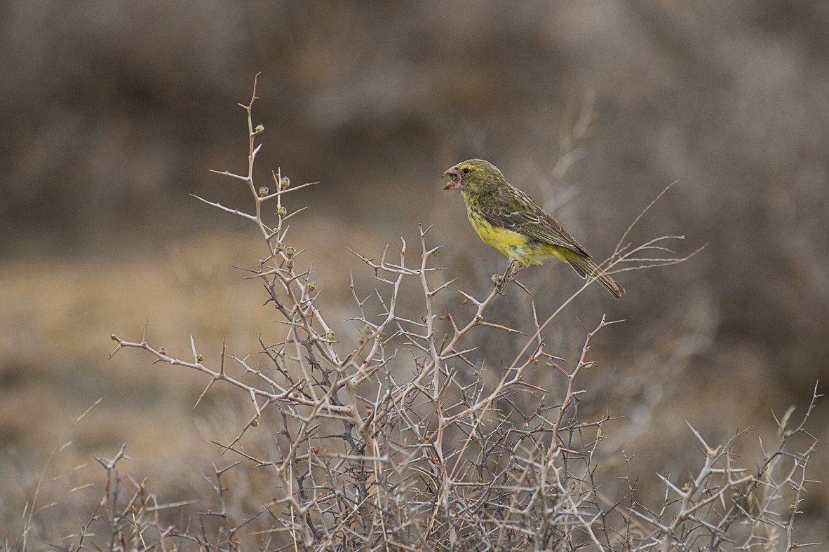 Southern Grosbeak-Canary - Niels Poul Dreyer