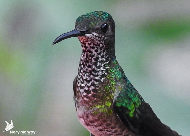 White-necked Jacobin - Nery Monroy