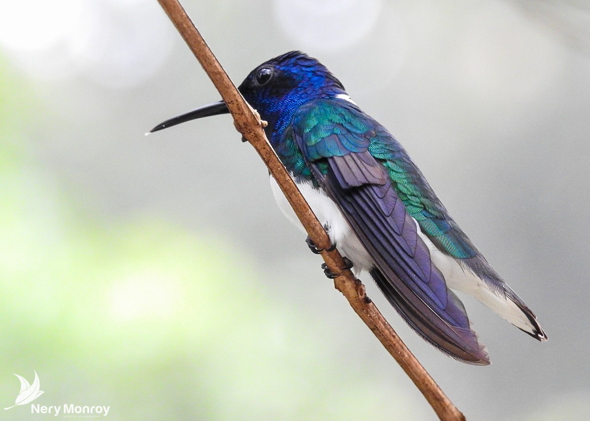 White-necked Jacobin - Nery Monroy