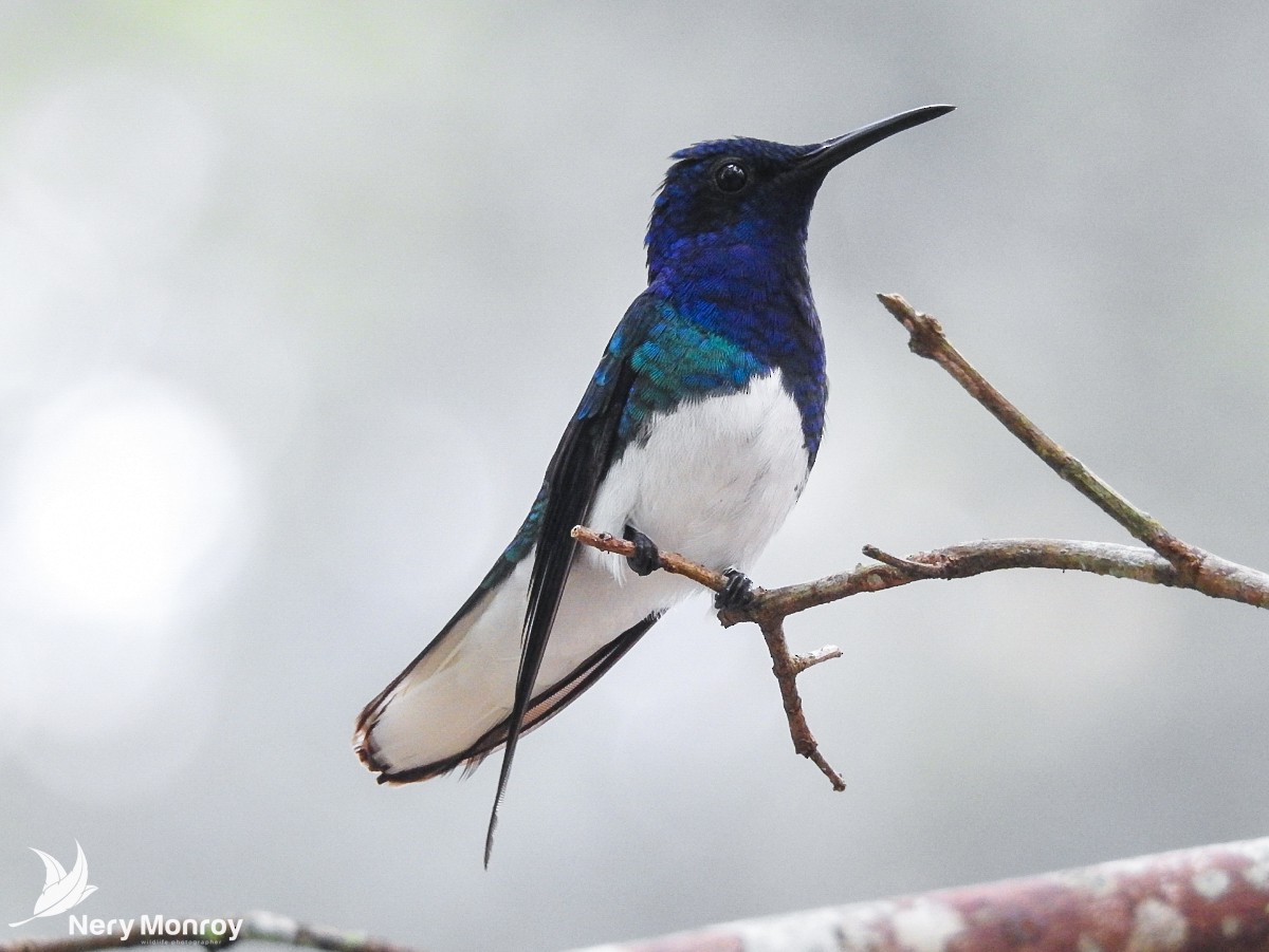 Colibrí Nuquiblanco - ML518134721