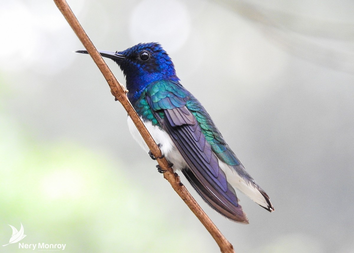 White-necked Jacobin - Nery Monroy