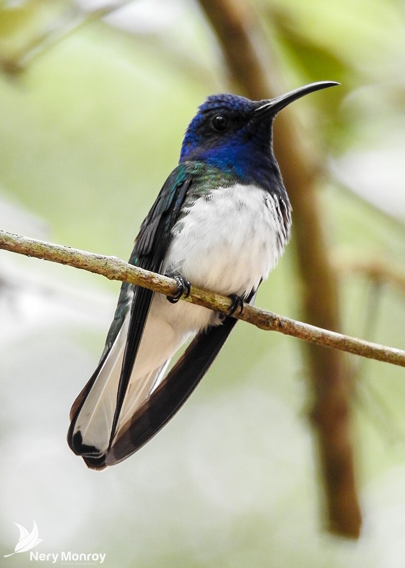 White-necked Jacobin - Nery Monroy