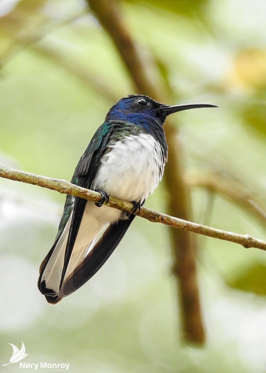 White-necked Jacobin - Nery Monroy