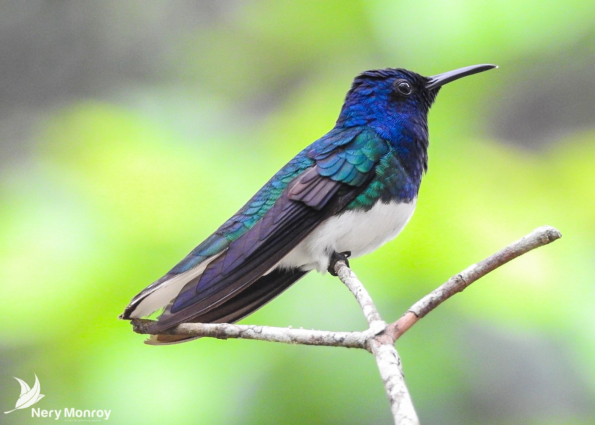 White-necked Jacobin - Nery Monroy