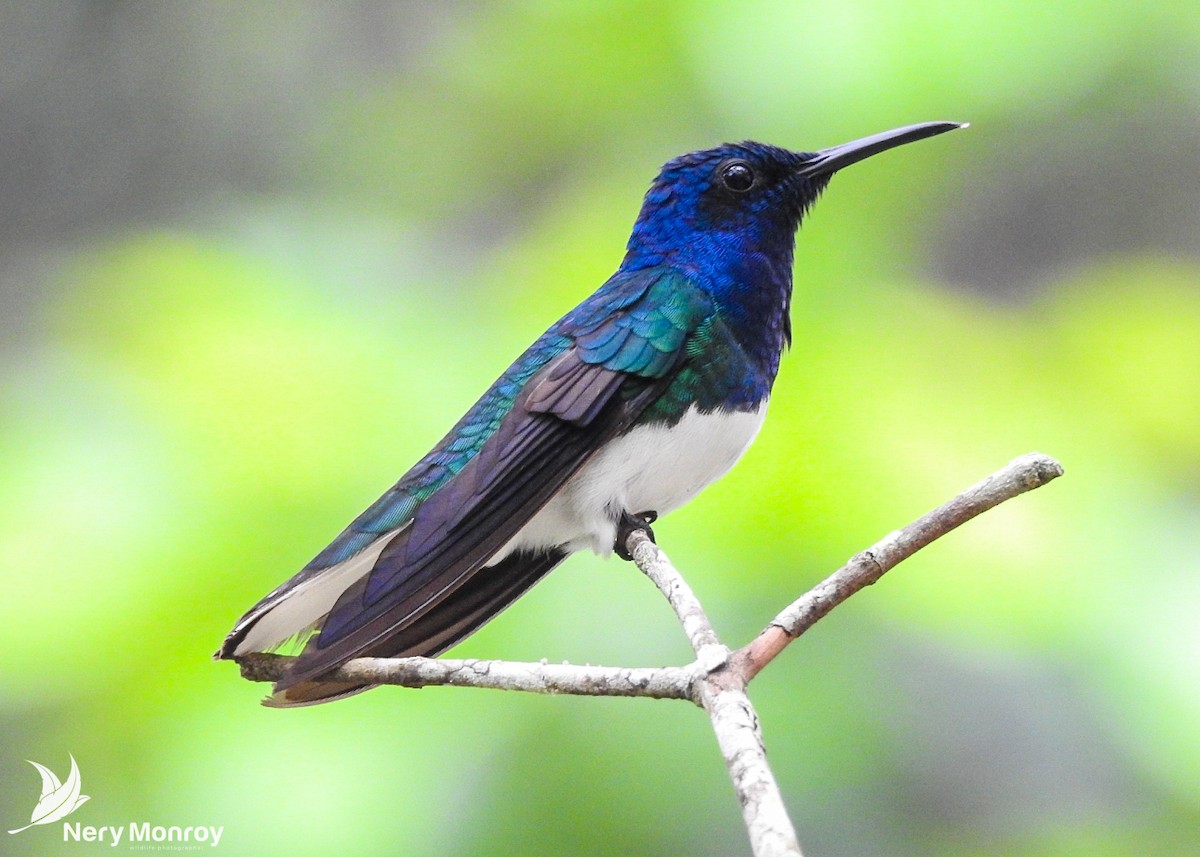 Colibrí Nuquiblanco - ML518134801