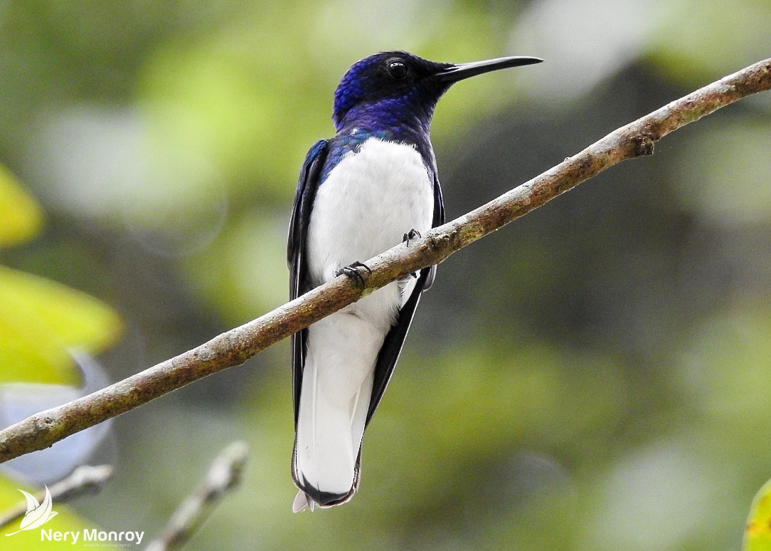 Colibrí Nuquiblanco - ML518134811