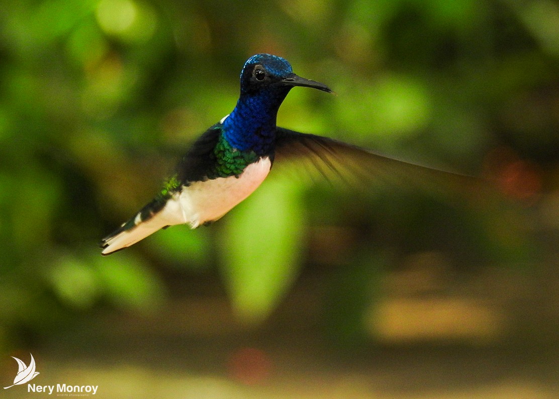 White-necked Jacobin - ML518134821