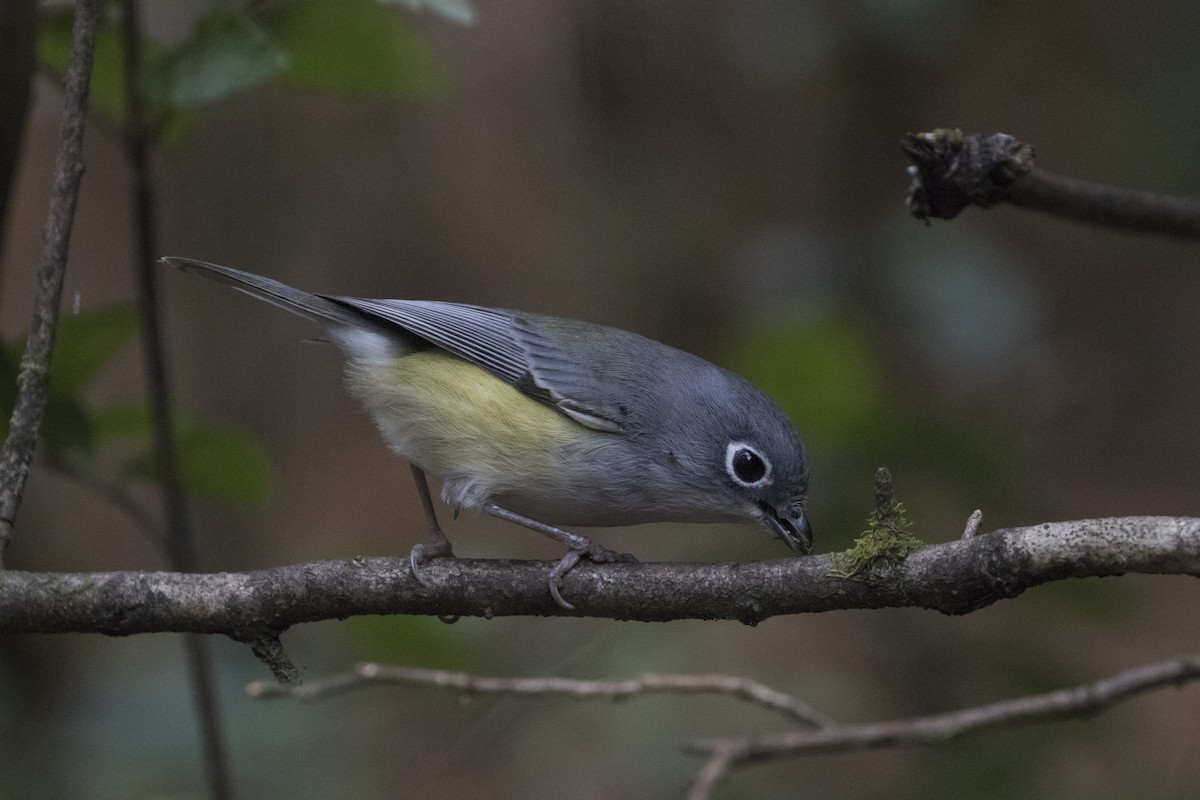 Grünwürgervireo - ML518134861