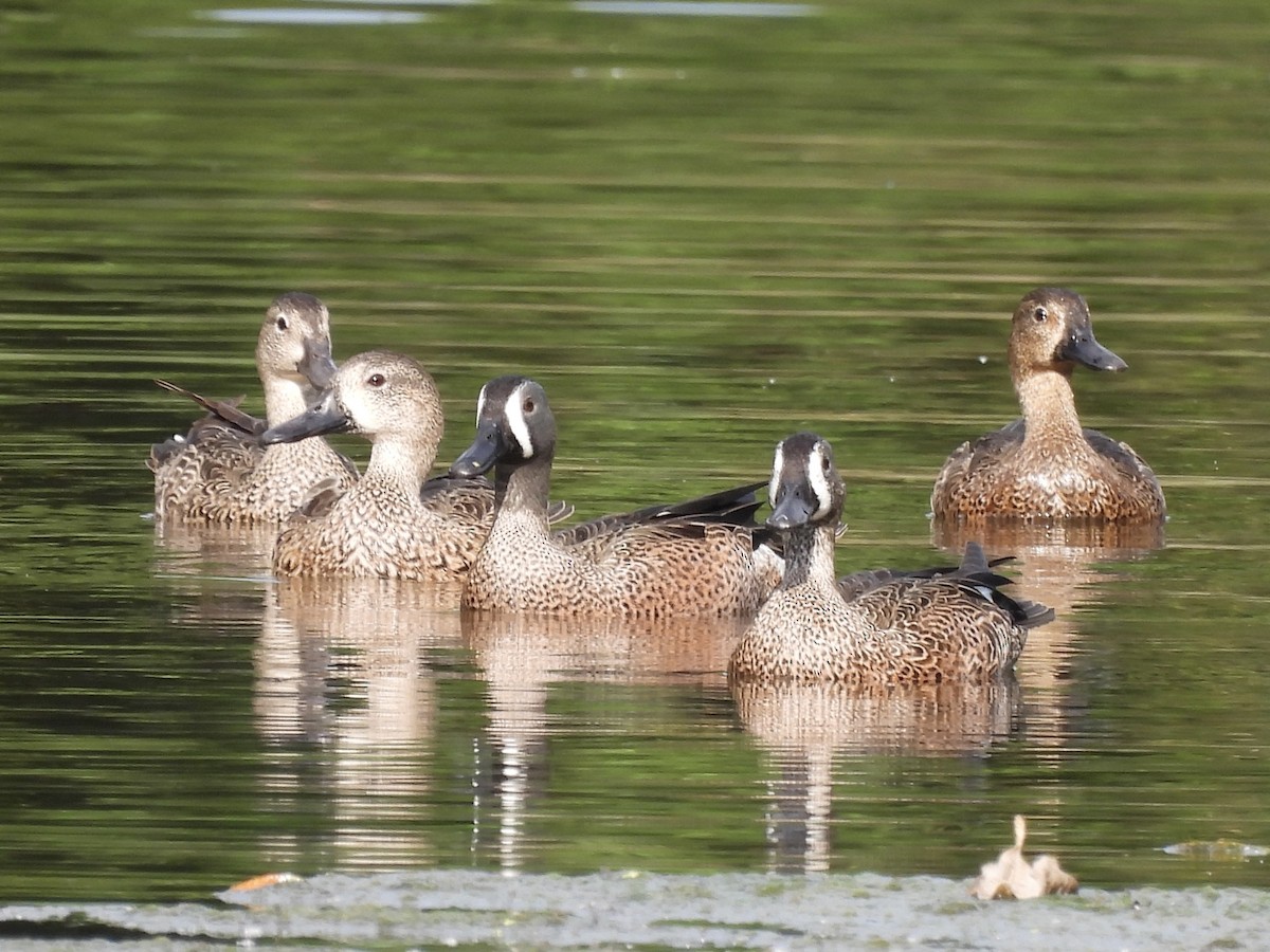 Blue-winged Teal - ML518134991