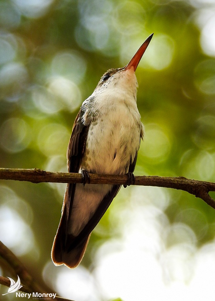 White-bellied Emerald - ML518135021