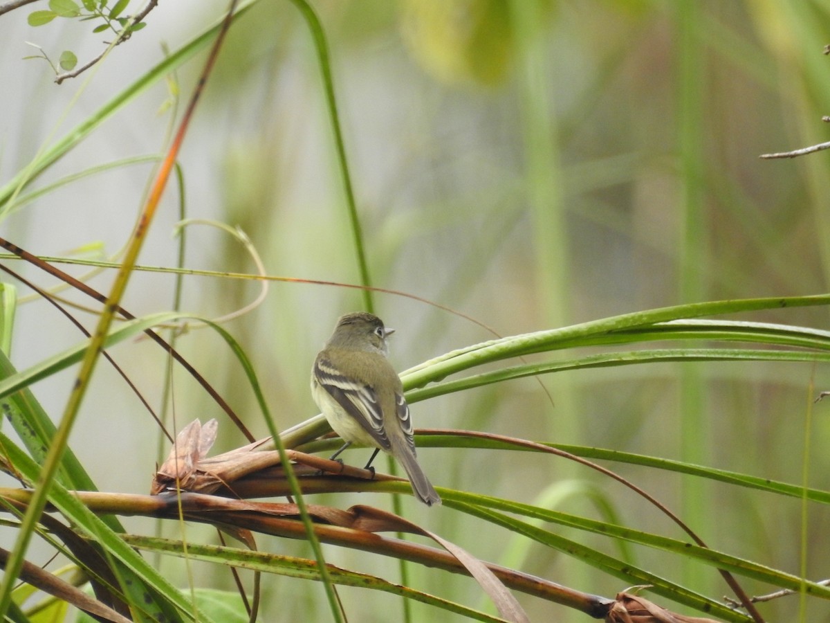 White-throated Flycatcher - ML518135521