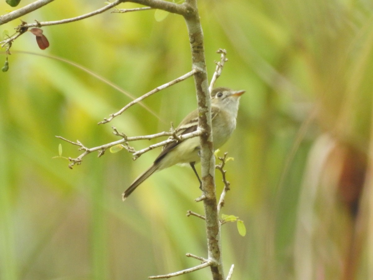 White-throated Flycatcher - Nery Monroy