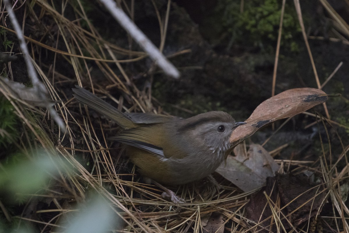 Spectacled Fulvetta - Xu Shi