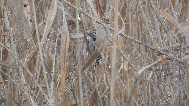 נקר גמדי - ML518136391