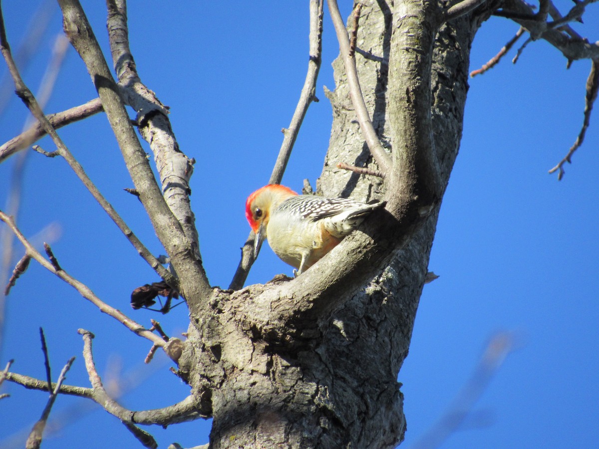 Red-bellied Woodpecker - Robert  McGovern
