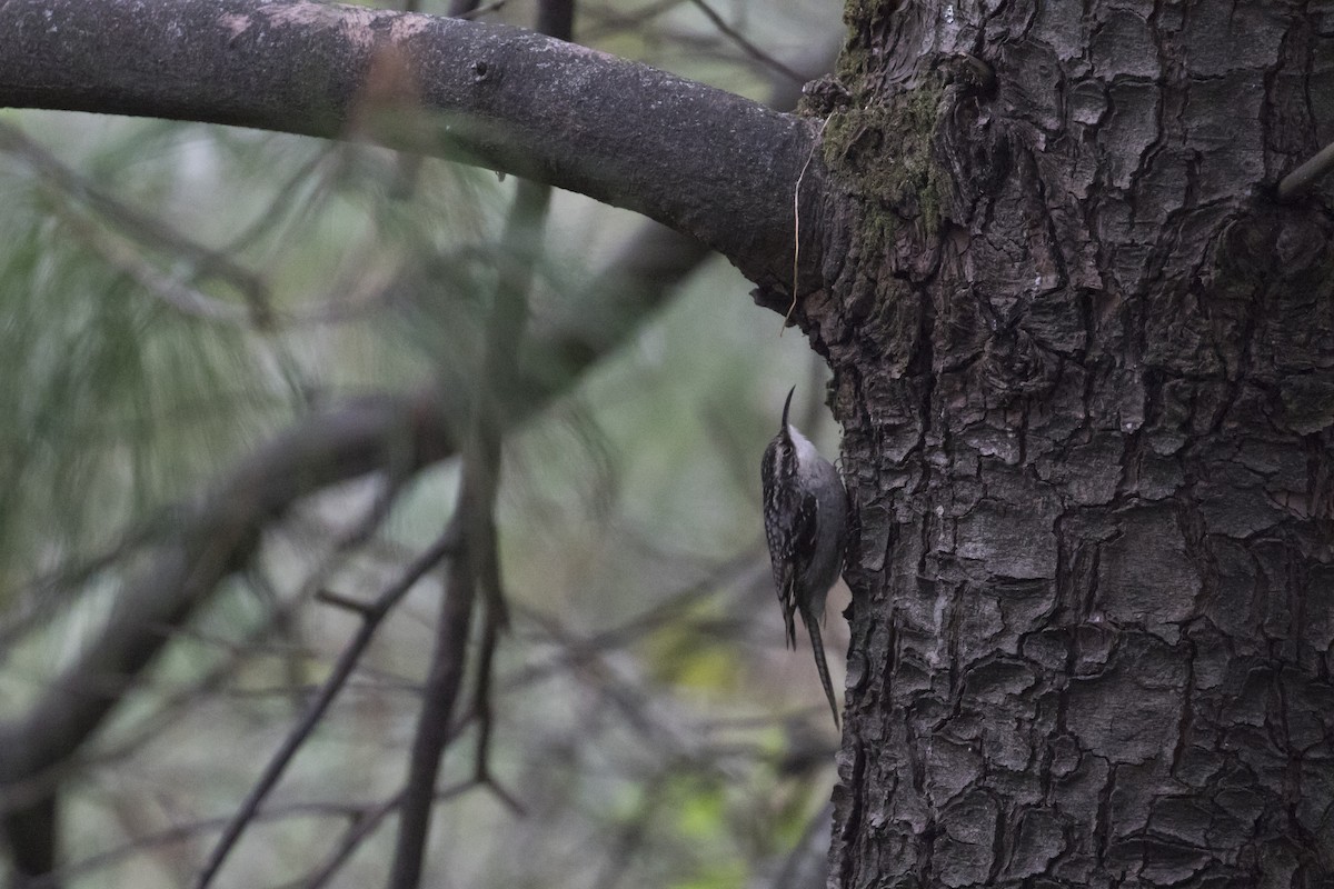 Bar-tailed Treecreeper - Xu Shi