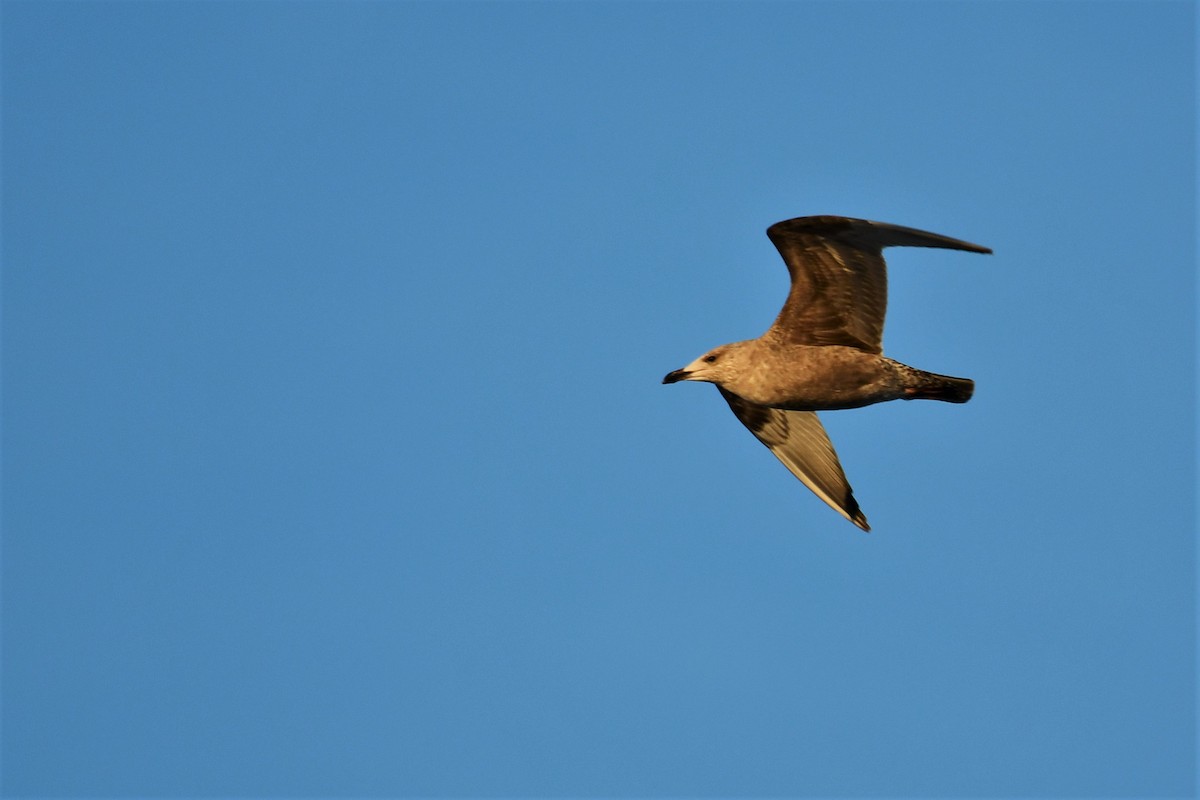 Herring Gull - ML518137341