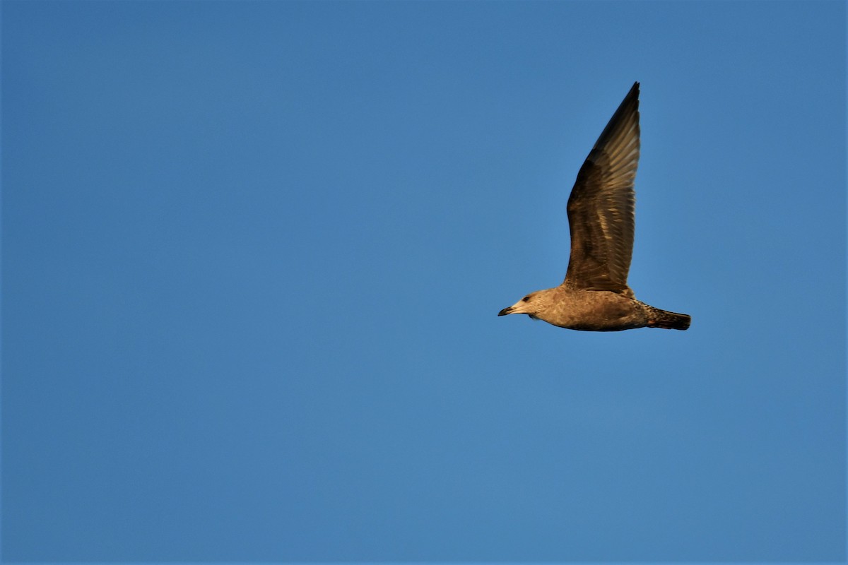 Herring Gull - ML518137351