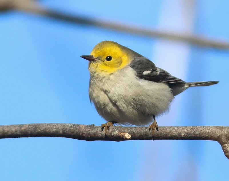 Paruline à tête jaune - ML518137721