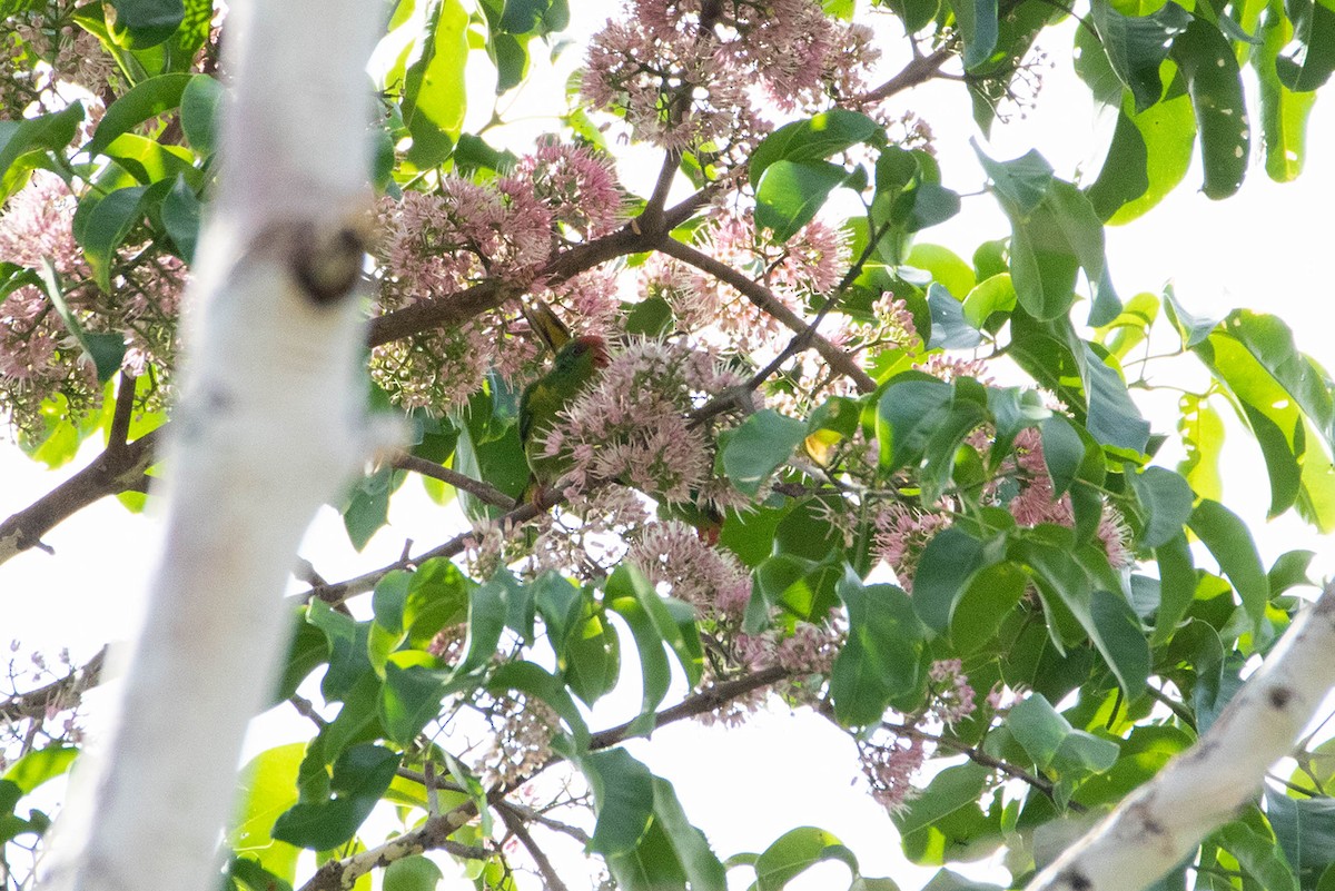 Red-fronted Lorikeet - ML518138261