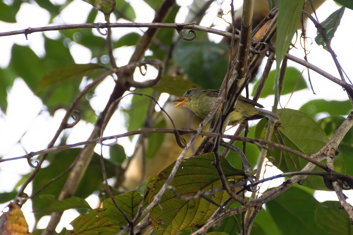 Biak Leaf Warbler - ML518138461