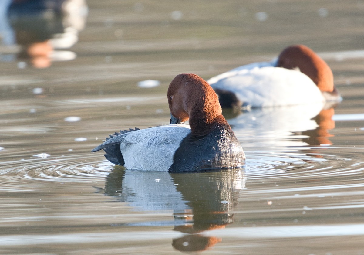 Common Pochard - ML518139271