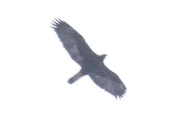 Golden Eagle - ML51813941