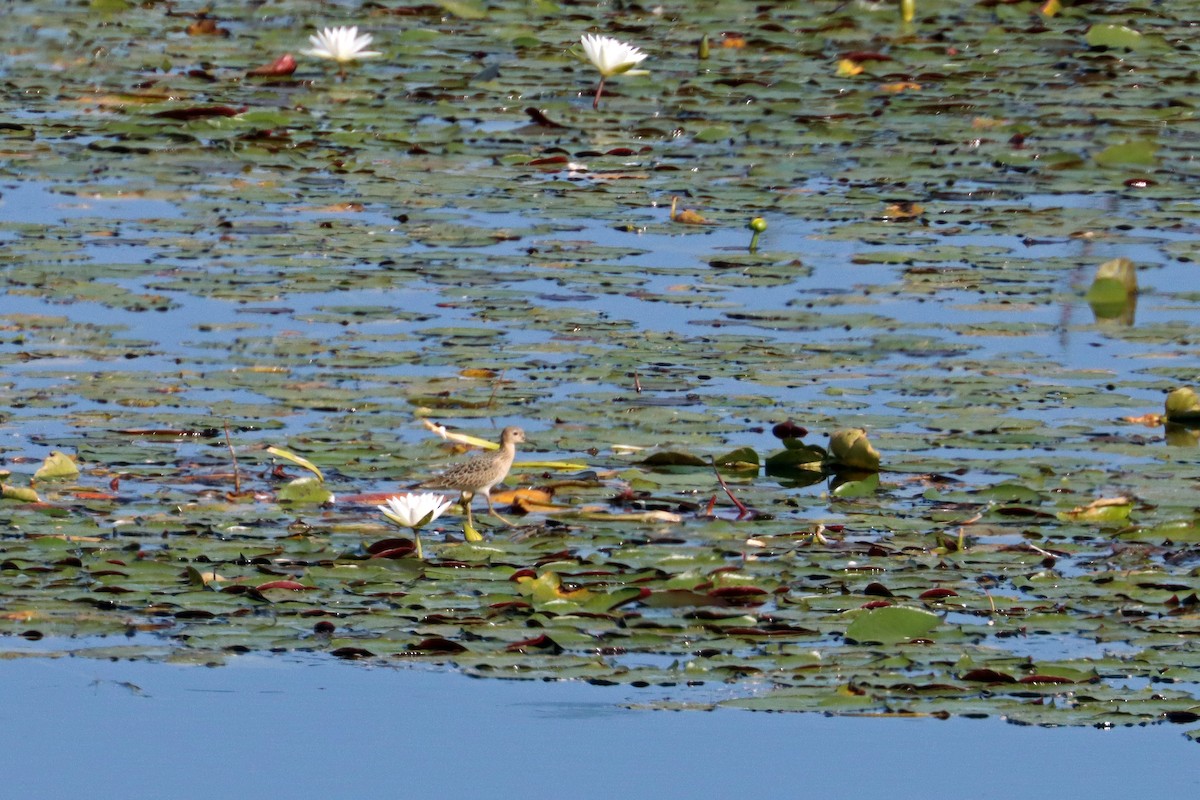 Buff-breasted Sandpiper - ML518139431