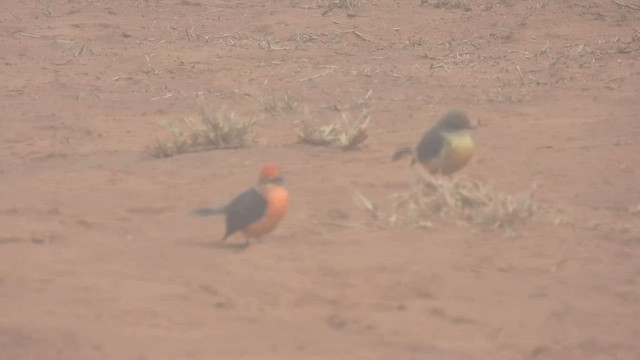 Brujo Flycatcher (Galapagos) - ML518139571