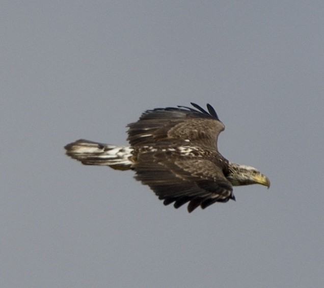 Bald Eagle - ML518139661