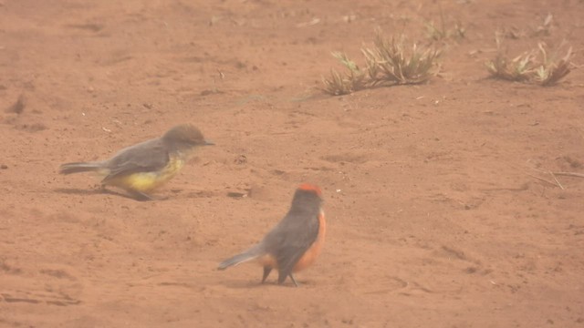 Brujo Flycatcher (Galapagos) - ML518139681