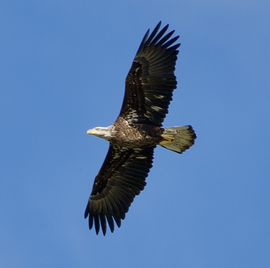 Bald Eagle - ML518139691