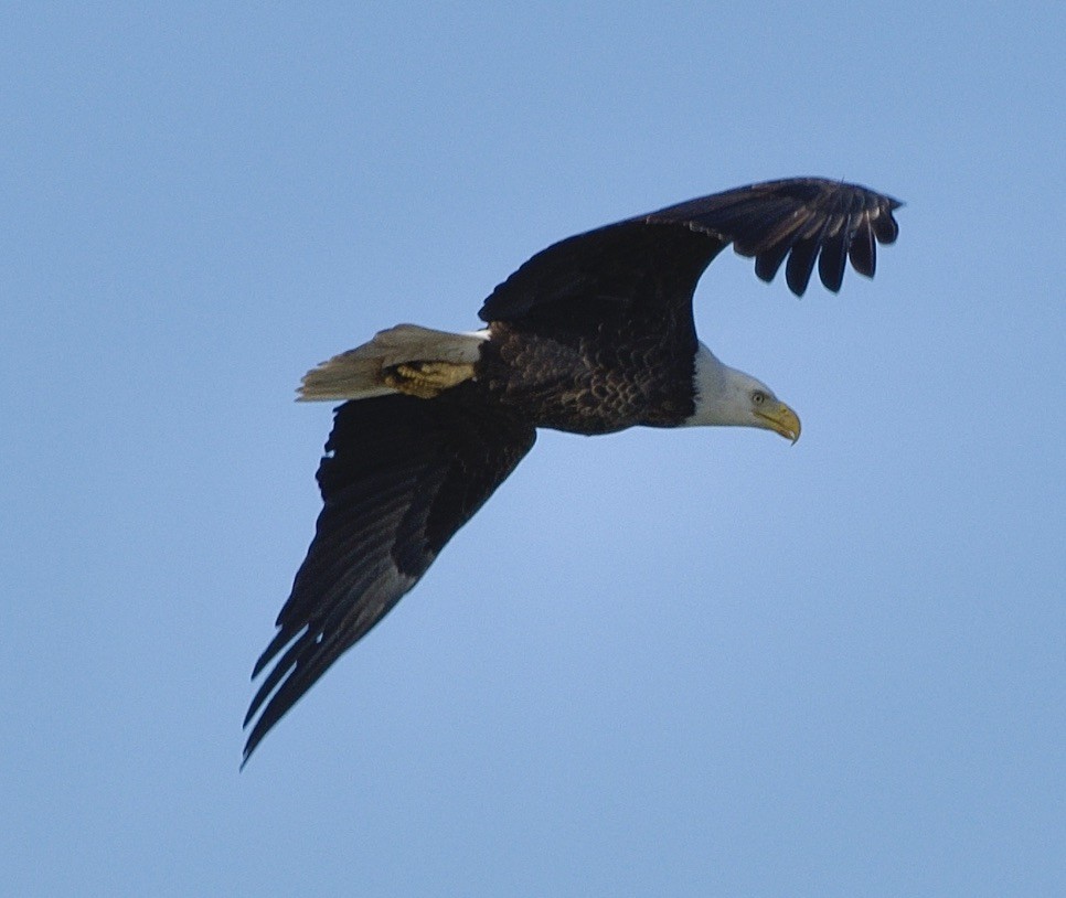 Bald Eagle - ML518139751