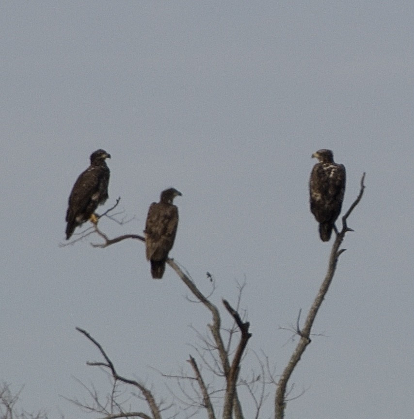 Bald Eagle - ML518139771