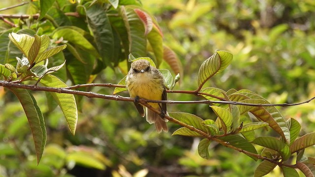 Galápagostyrann (nanus) - ML518139781