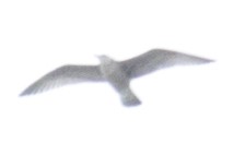 Серебристая чайка - ML51813981