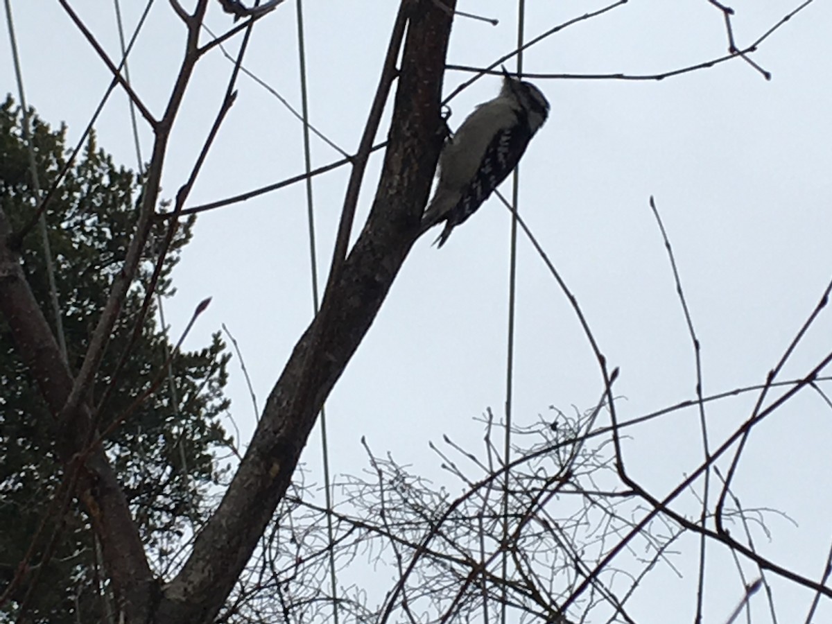 Downy Woodpecker - ML51813991