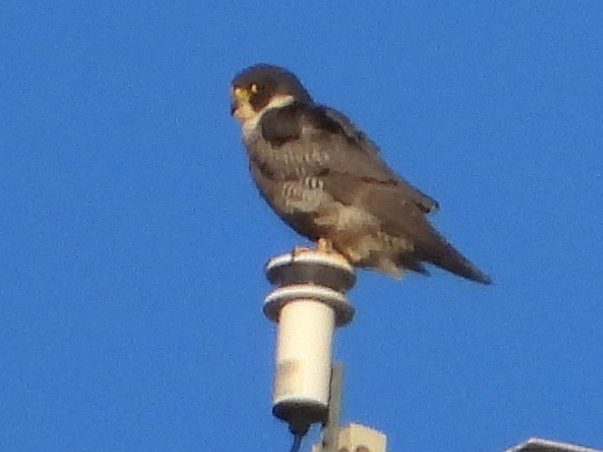 Peregrine Falcon - ML518140561