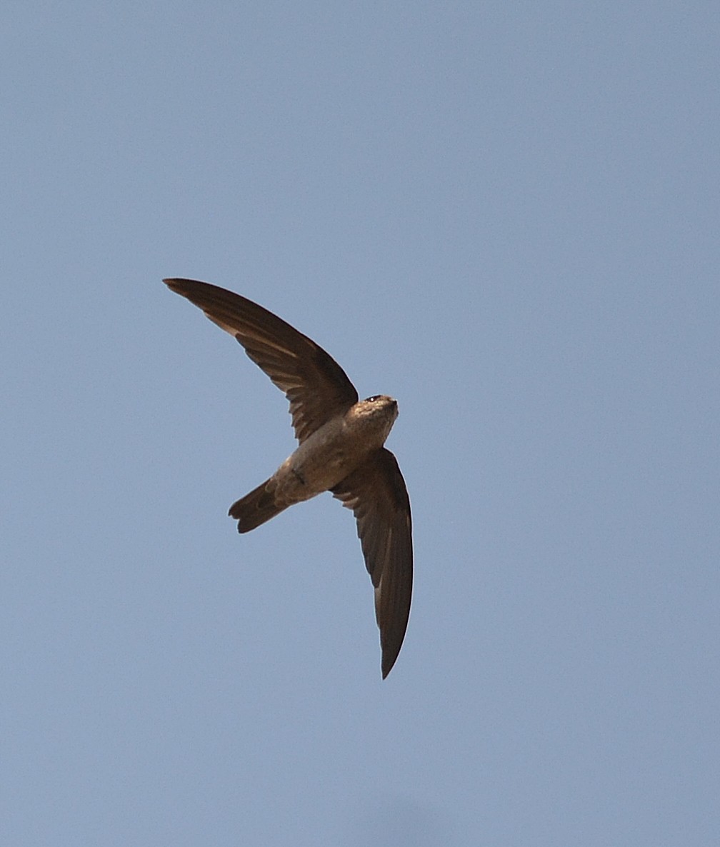 Germain's Swiftlet - Krissanasak Singkam