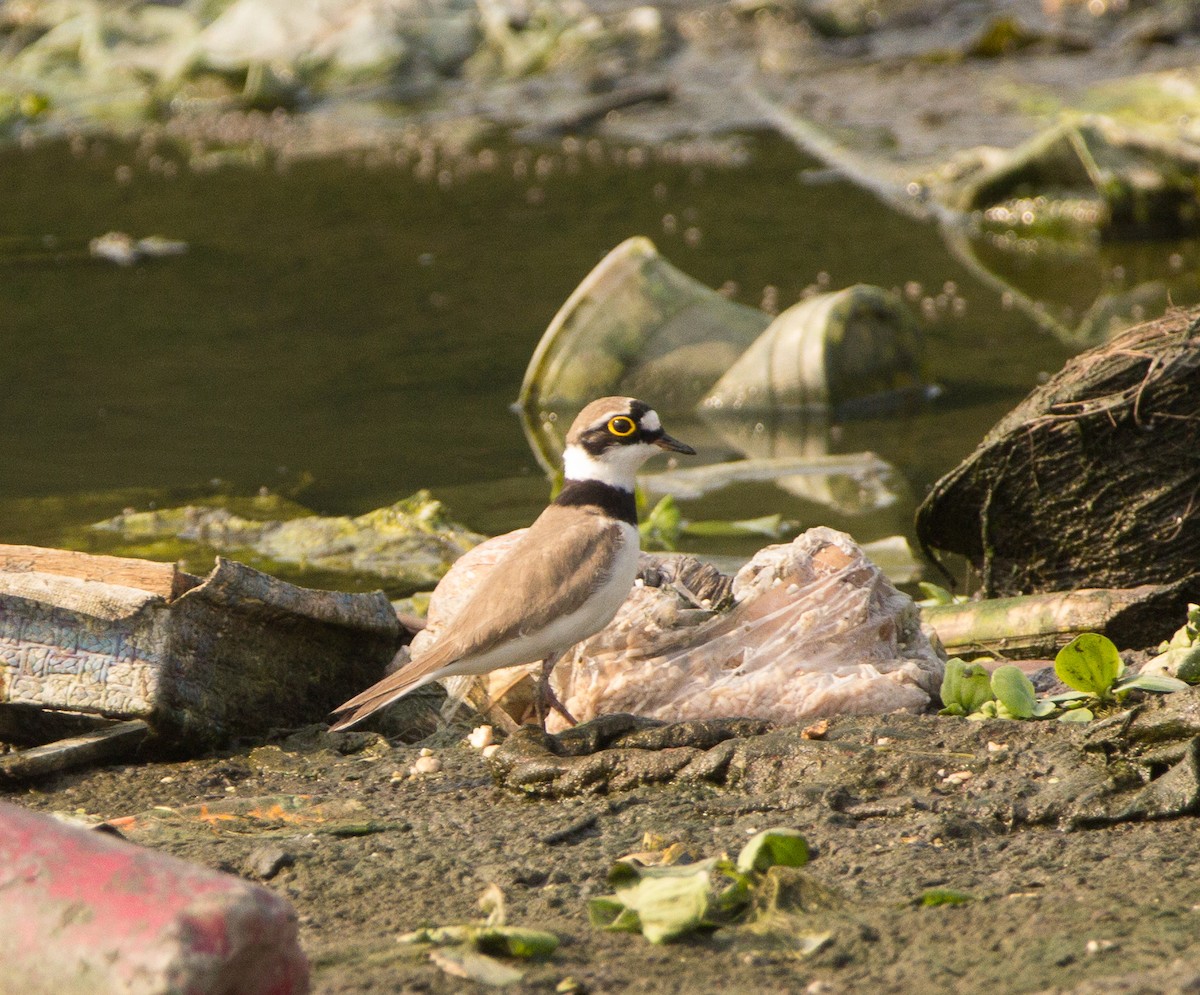 Little Ringed Plover - Abhijeet  Avate