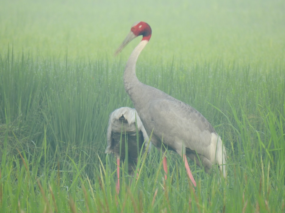 Sarus Crane - ML518141701