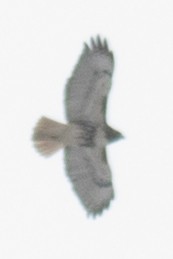 Red-tailed Hawk - ML51814191