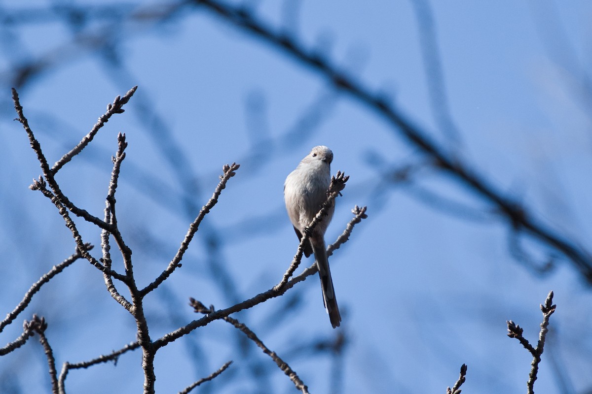 Синиця довгохвоста - ML518142611