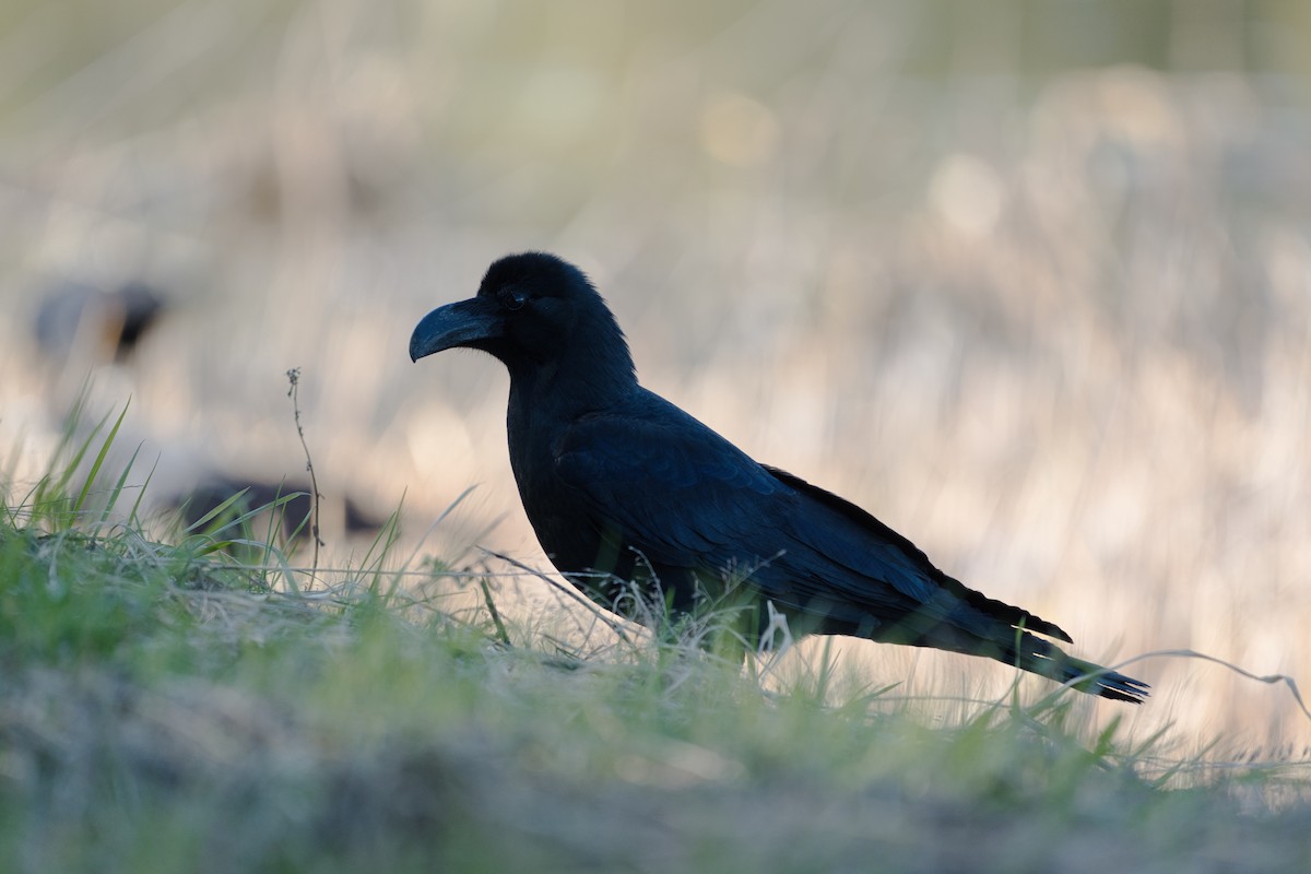 Large-billed Crow - ML518142661