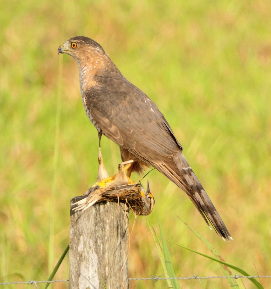 Cooper's Hawk - ML518142921