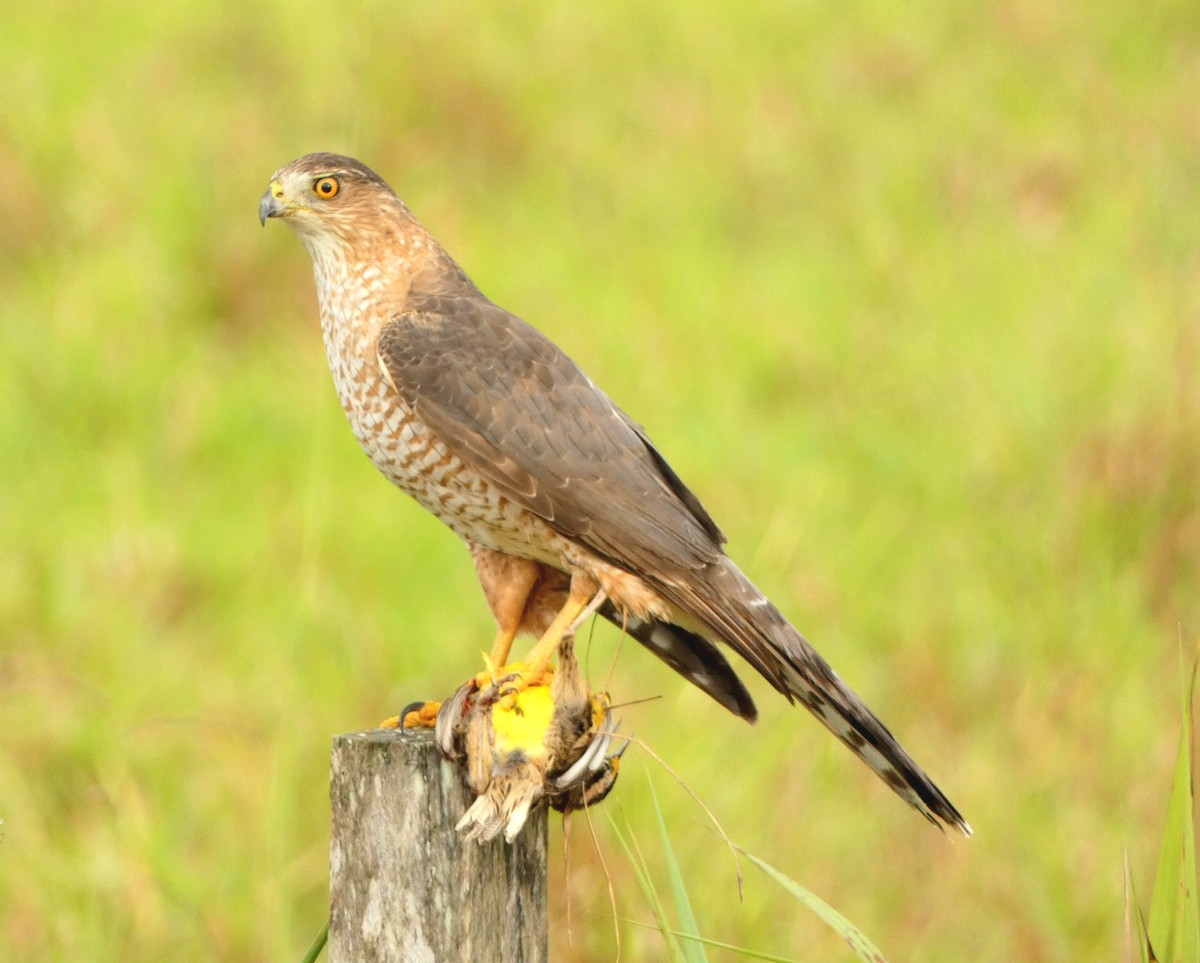 Cooper's Hawk - ML518142931