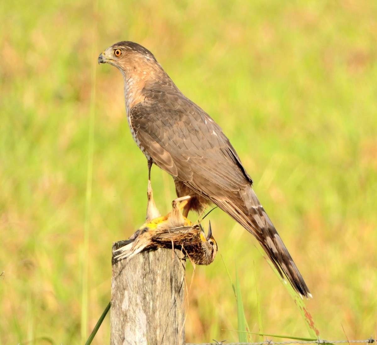 Cooper's Hawk - ML518142941