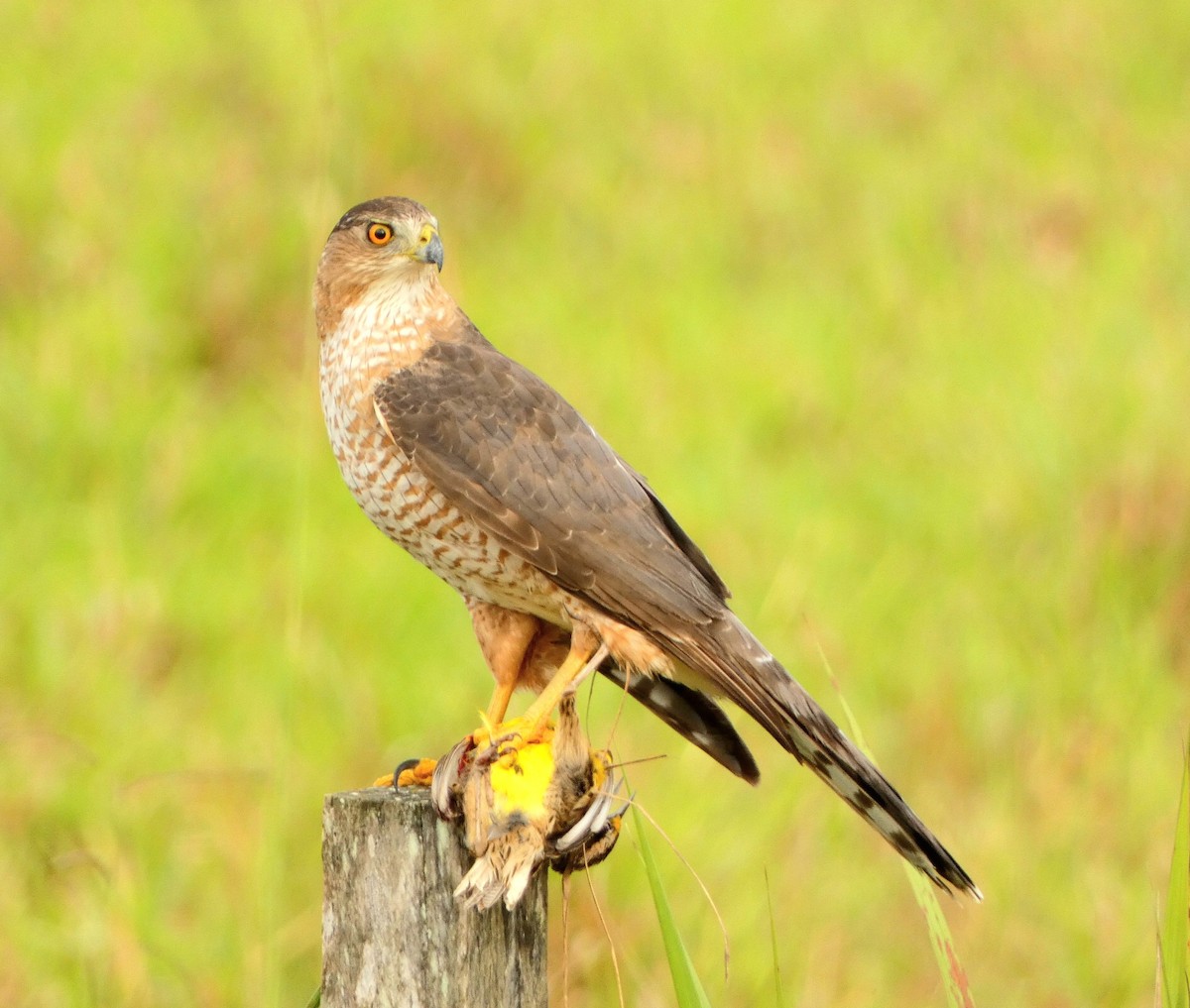 Cooper's Hawk - ML518142981