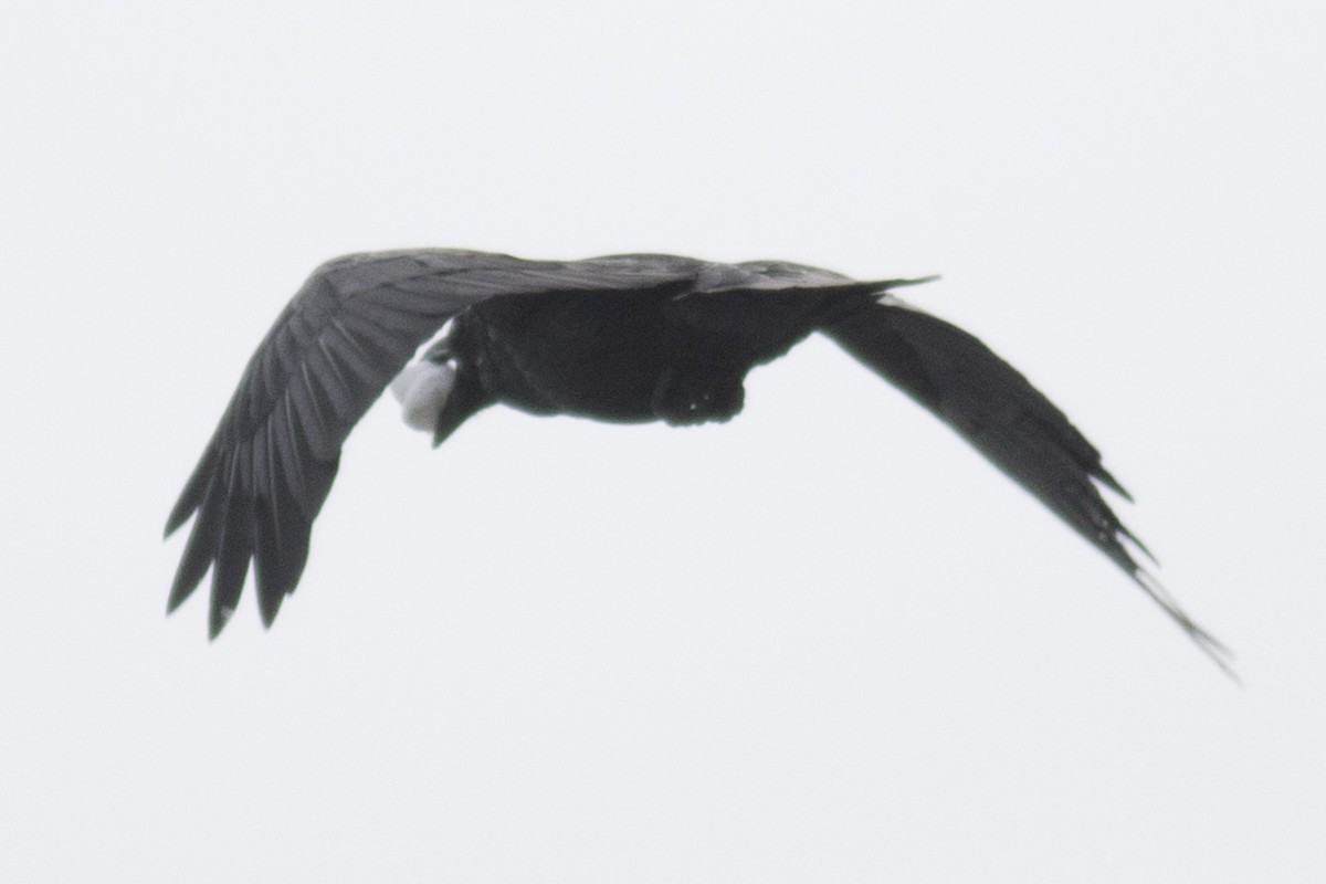 Common Raven - ML51814311