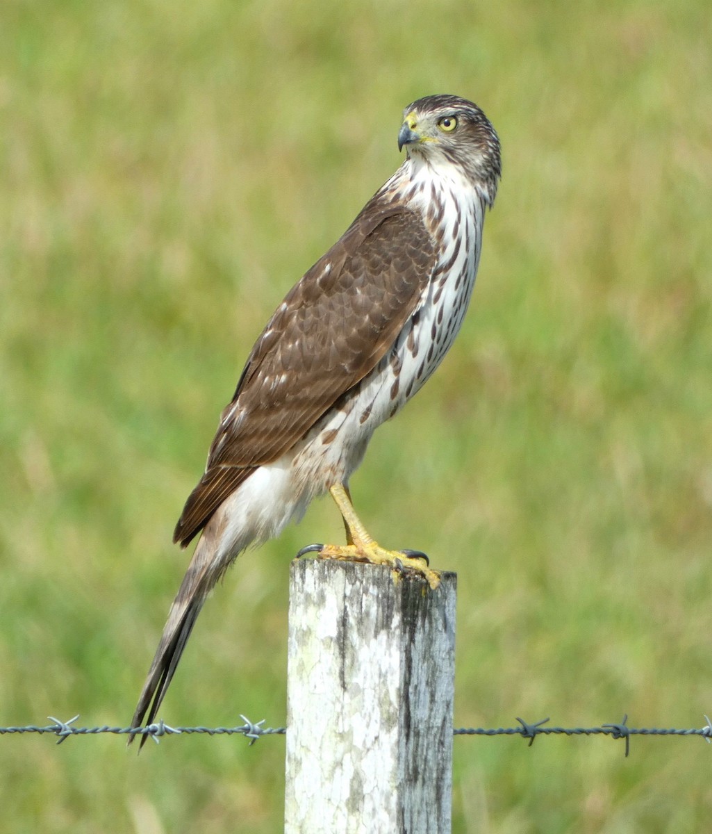 Cooper's Hawk - ML518143311